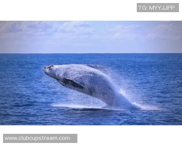 曼塔海豚与麦德林的奇妙邂逅探索海洋与城市的完美融合